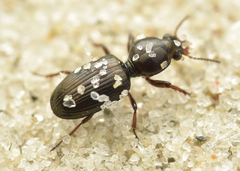 Dyschirius obscurus