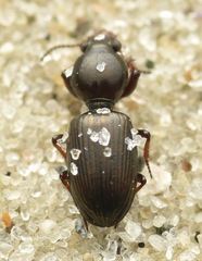 Dyschirius obscurus