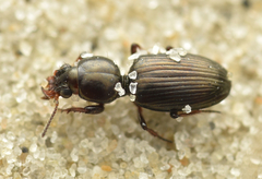 Dyschirius obscurus