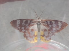 Dysphania glaucescens