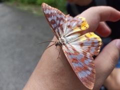 Dysphania glaucescens