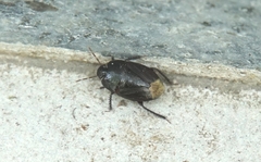 Macroscytus japonensis