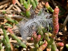 Salicornia blackiana