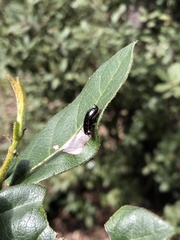 Loboptera