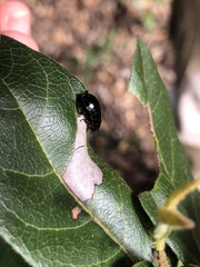 Loboptera