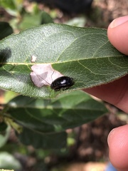 Loboptera