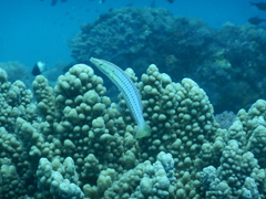 Hologymnosus doliatus