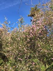 Erica australis aragonensis