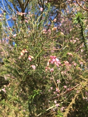 Erica australis aragonensis
