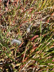 Salicornia blackiana