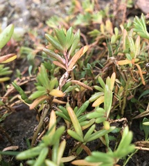 Hemichroa pentandra
