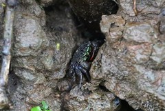 Parasesarma eumolpe