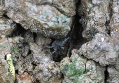Parasesarma eumolpe