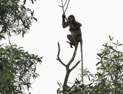 Trachypithecus obscurus