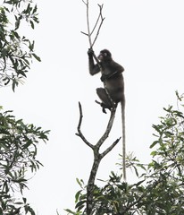 Trachypithecus obscurus