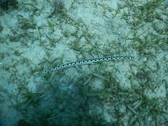 Myrichthys maculosus