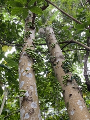 Ficus variegata garciae
