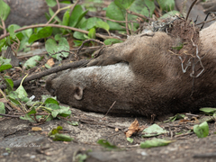 Lutrogale perspicillata