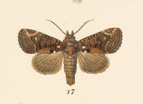 Heterochroma eriopioides