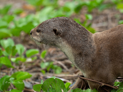Lutrogale perspicillata