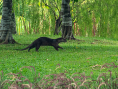 Lutrogale perspicillata