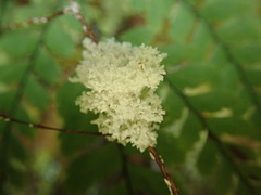 Roccellinastrum neglectum
