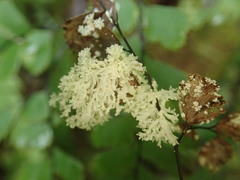 Roccellinastrum neglectum