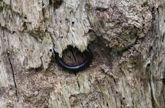 Pachyiulus oenologus