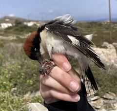 Lanius senator niloticus