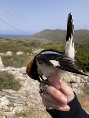 Lanius senator niloticus