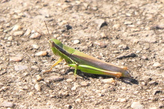 Bermius brachycerus