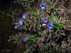 Glandora diffusa