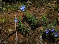 Glandora diffusa