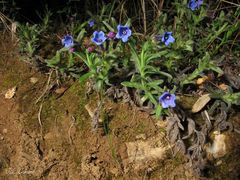 Glandora diffusa
