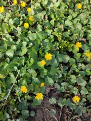 Ficaria verna