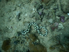 Myrichthys maculosus