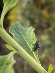 Capsodes