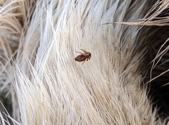Lipoptena depressa