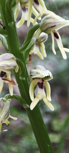 Image of Orchis galilaea by no rights reserved