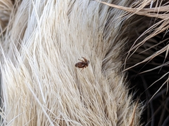 Lipoptena depressa