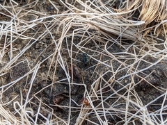 Necrobia violacea