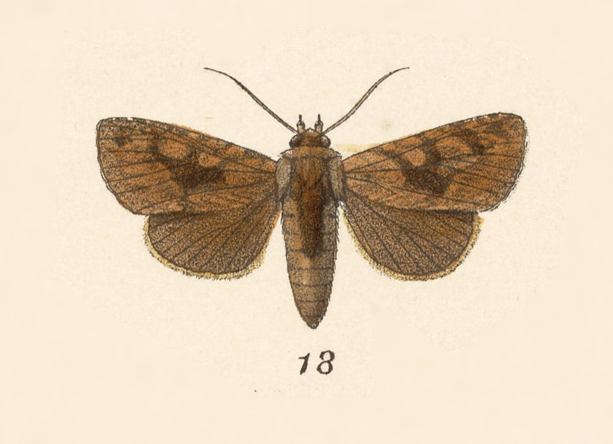 Heterochroma luma