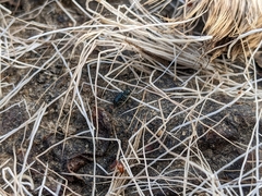 Necrobia violacea