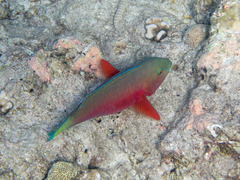 Chlorurus strongylocephalus