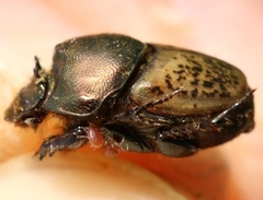 Palaeonthophagus