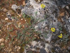 Hippocrepis scabra