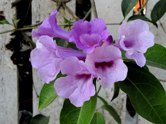 Mansoa alliacea