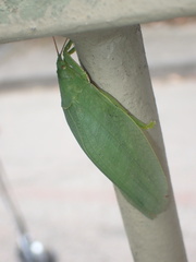 Phyllomimus klapperichi