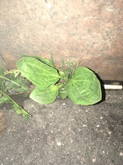 Plantago major