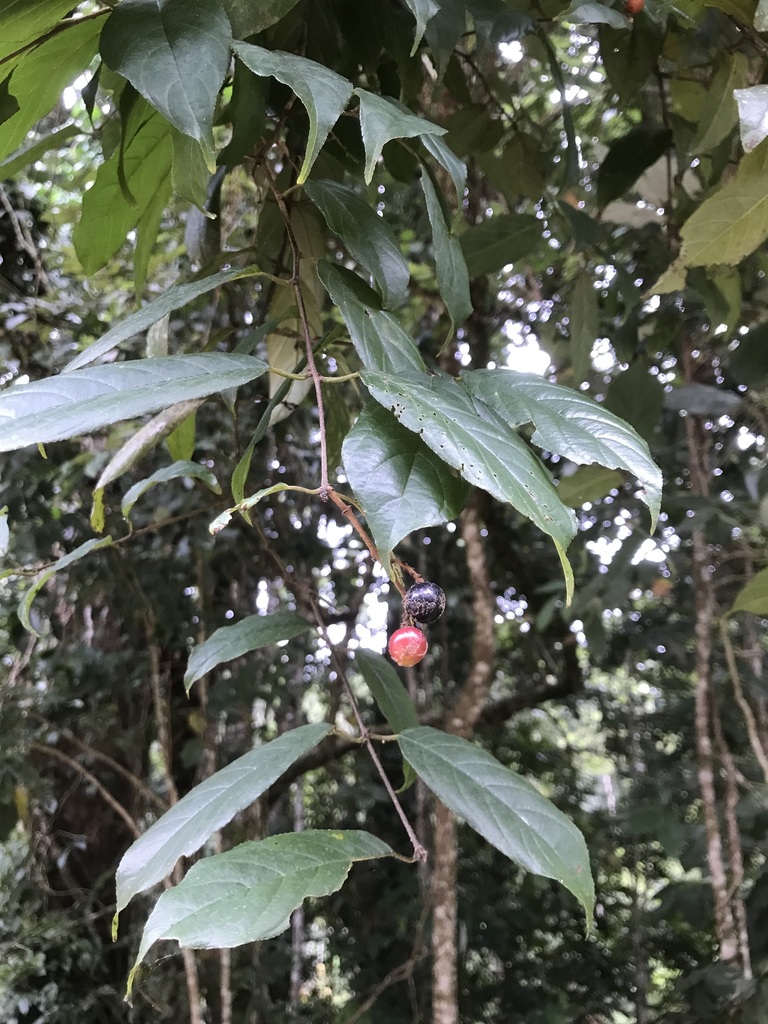Sageretia hamosa (Sageretia hamosa)